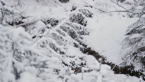 a fallen tree lies over the thin stream that cuts through a quiet winter forest, surrounded by snow-covered pine branches and soft white ground.