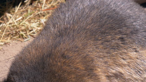 Macro-shot-of-wild-cute-beaver-eating-hay-and-straw-on-beautiful-sunny-day-outdoors