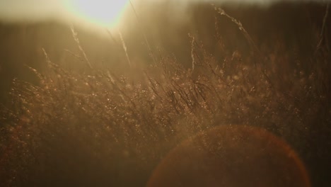 golden sunset in a field of grass