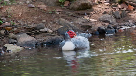 Eine-Muscovy-Ente-Im-Wasser