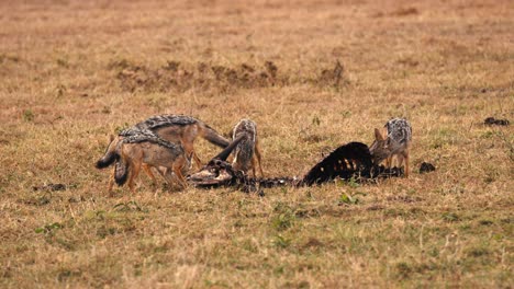 una manada de chacales africanos come el cadáver de un animal muerto en la sabana en kenia