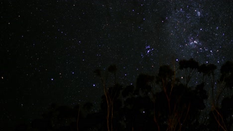 time-lapse of stars moving over dark tree silhouettes