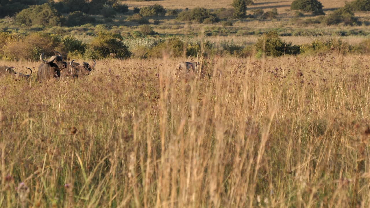 야생 아프리카 버팔로 의 작은 무리 가 높고 건조 한 사바나 잔디 에서 먹이 를 먹고 있다