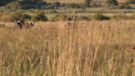 un pequeño rebaño de búfalos africanos salvajes pastan en la alta hierba seca de la sabana