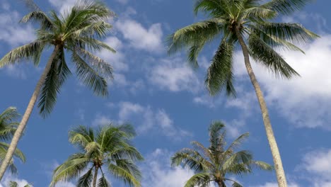palmeras de coco con fondo de cielo azul