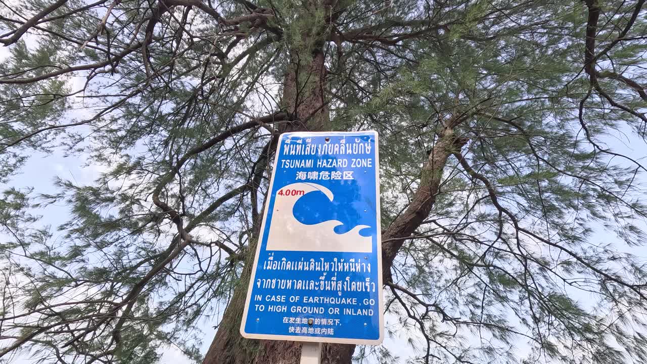 Blue tsunami warning sign attached to a pine tree, swaying gently in daylight, with upward camera movement and natural outdoor lighting in Ko Phayam