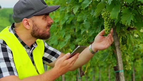 Impresionantes-Imágenes-En-Alta-Definición-De-Un-Inspector-Con-Un-Chaleco-Reflectante-Amarillo-Caminando-Por-Un-Viñedo,-Examinando-Uvas-Y-Hojas-Y-Anotando-Observaciones-En-Una-Tableta.