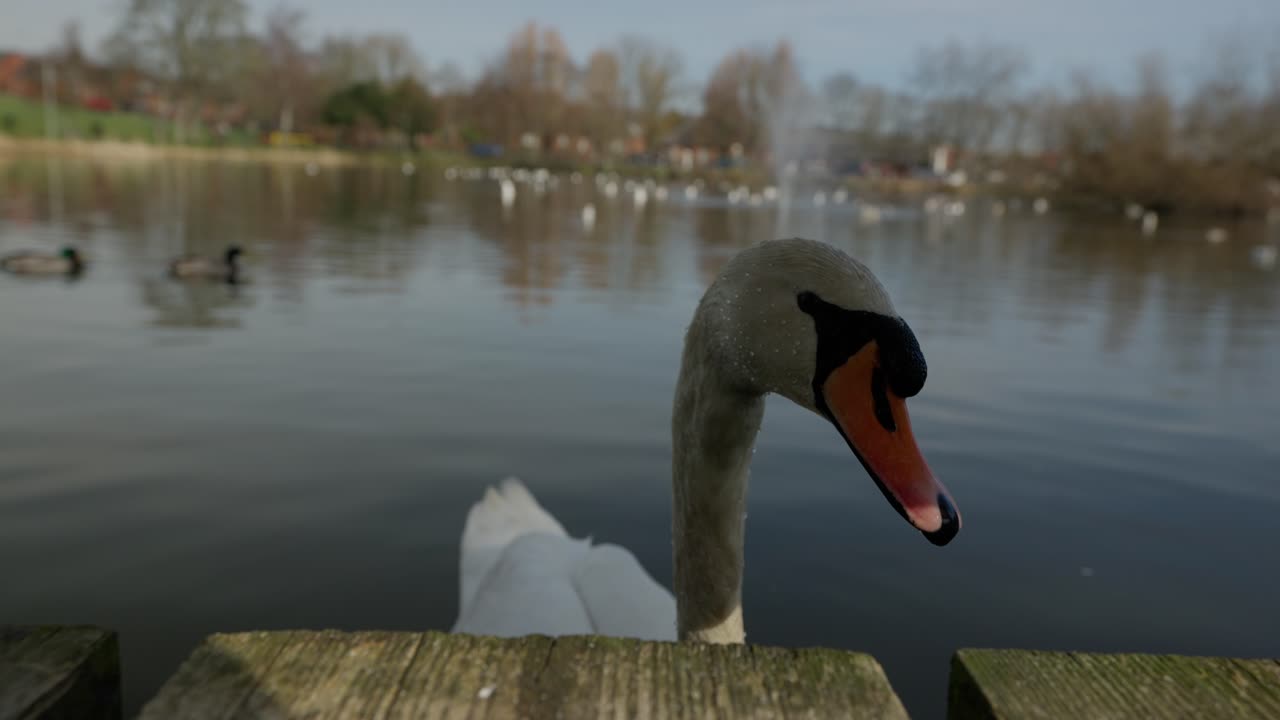 Urbanised wildlife habitat, beautiful curious swan, pond environment