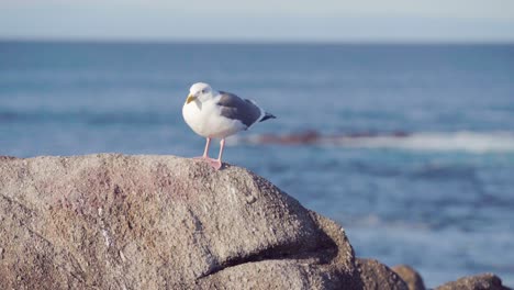 gaviota sobre roca manteniendo el equilibrio durante los vientos
