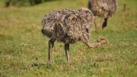 adorable baby ostrich chick walking across and eating green grass, south africa, close up