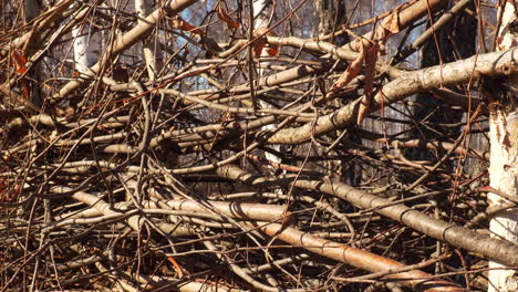 pile of branches in forest