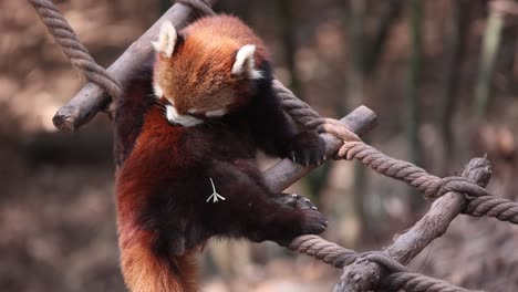 red panda grooming itself on a rope structure