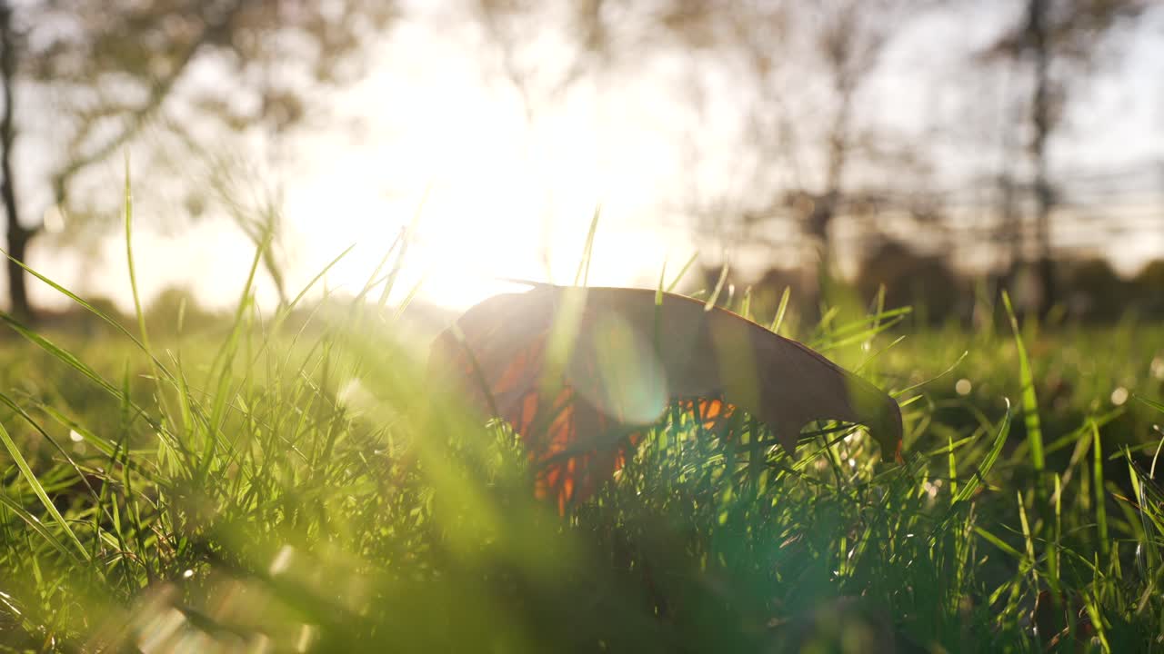 Autumn Sunset in a Park