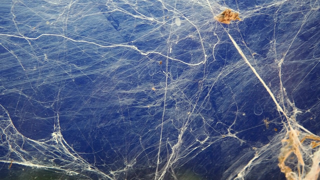 Ragnatela intricata che si estende su una superficie blu intenso