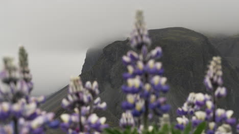 Altramuces-Desenfocados-Frente-A-Las-Premonitorias-Cadenas-Montañosas-De-Stokksnes-Islandia