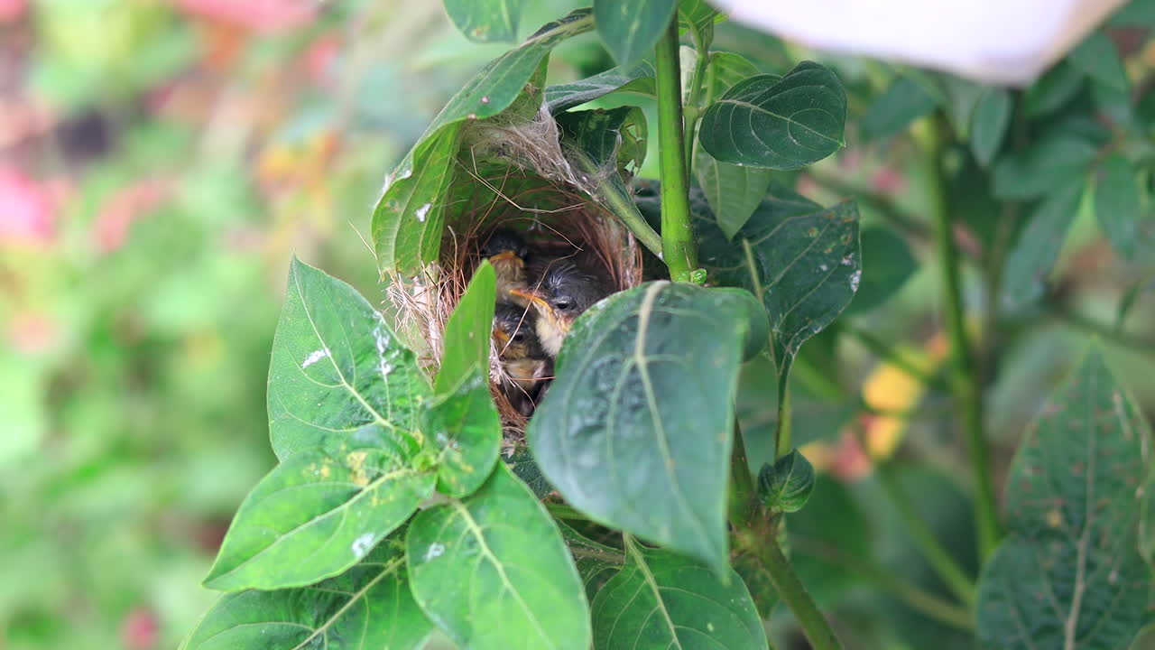 둥지에서 놀고 귀여운 젊은 평온한 ashy wren warbler fledglings