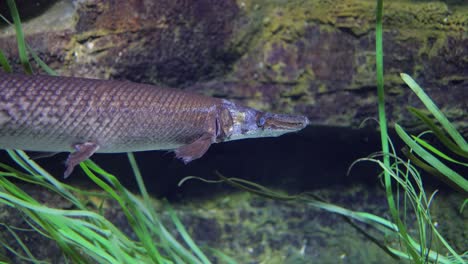 Fisch-Langnasengar-(lepisosteus-Osseus),-Auch-Bekannt-Als-Langnasengarpike-Und-Billy-Gar,-Ist-Ein-Rochenfisch-Aus-Der-Familie-Der-Lepisosteidae.