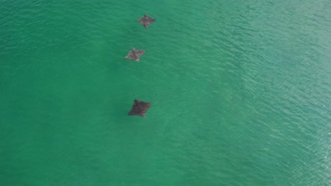 drone top view of three manta rays in the ocean