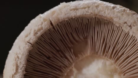 lamellae - mushroom gills of beneath the cap