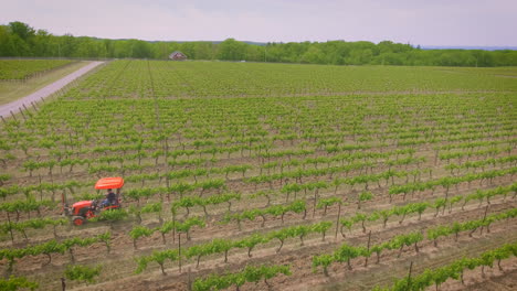 tractor and operator tending to the grapes in the vineyard