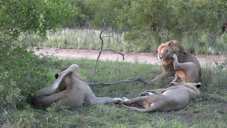 tres leones machos despertando de una siesta de la tarde