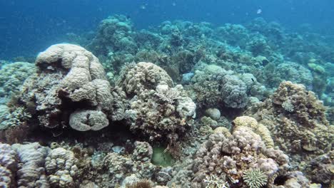 Tropical-water-scene-with-fish-and-coral-reef