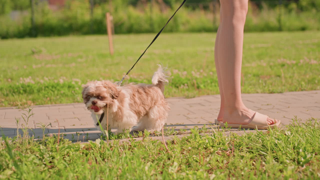 Cheerful Young Dog Approaches Camera, Joyful Small Dog Moves Toward Camera Along Bright Street, Cheerful Tiny Puppy Is Approaching Camera As It Walks Along Welllit Pavement Connected By Leash