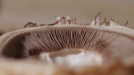 Gills-or-Lamellae-of-Mushroom---Close-Up