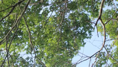 big tree from below green canopy and rotating tree