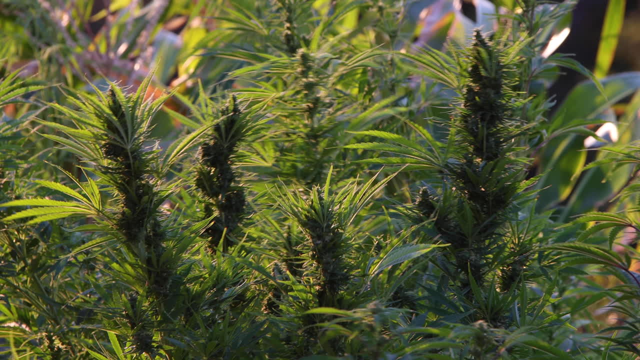 야외 농장의 마리화나 농업