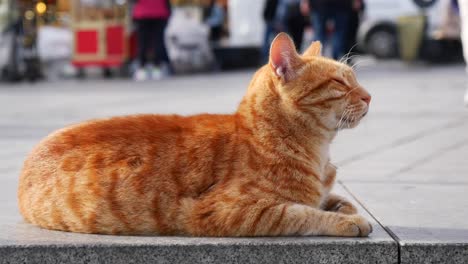 orange tabby cat on the street