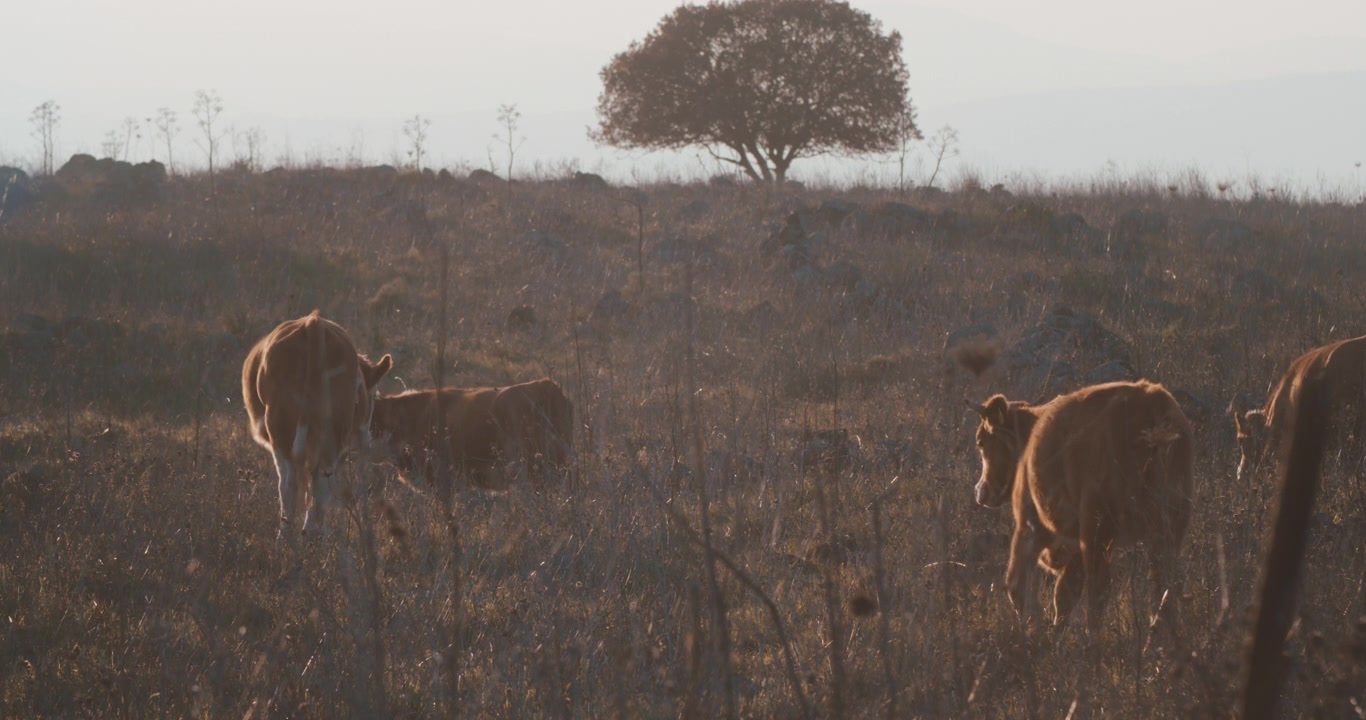 Cows walking through dried field