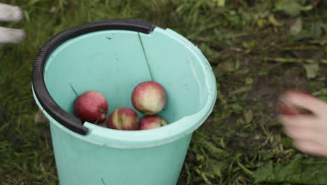 recogiendo manzanas frescas