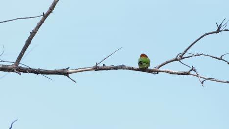 seen perched on the branch as seen from its back fighting the wind