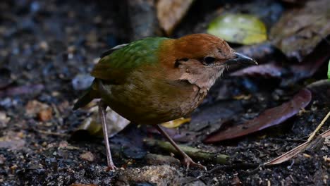 der rostnackenpitta ist ein zutraulicher vogel, der in hochgelegenen bergwäldern vorkommt. es gibt so viele orte in thailand, an denen man diesen vogel finden kann