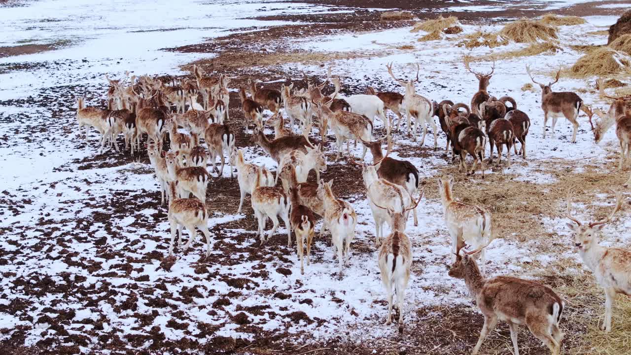 Wild deer herd in winter scenery reflects biodiversity under climate challenges