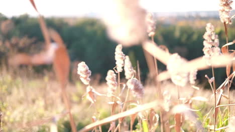 reed blowing and view from a hill behind.