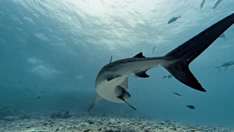 tiger shark in the waters of fuvahmulah, maldives.