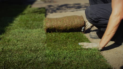 a team of workers lays a rolled lawn in the yard of the house