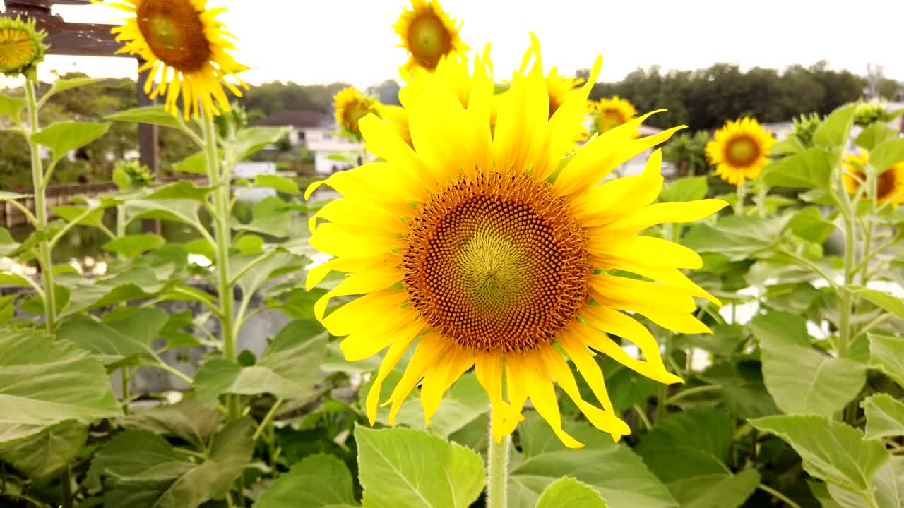 태양꽃의 근접 필드, 바람에 흔들리는 태양꽃.