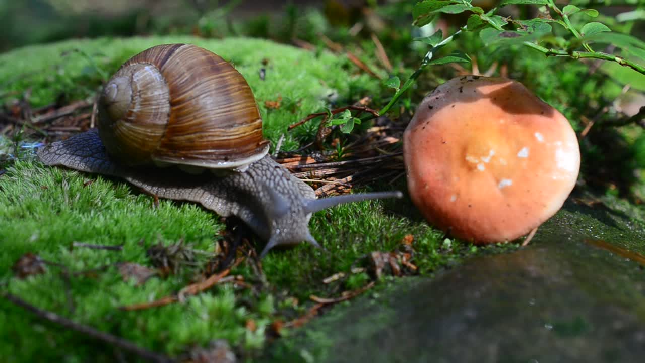 Lumaca nel bosco. Riprese di lumache. Fungo Russula