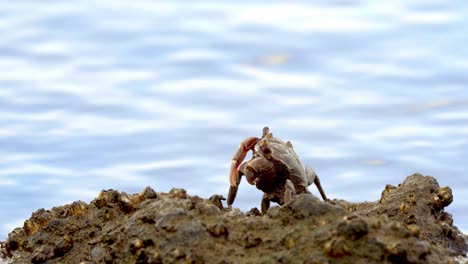 Einsame-Einzelne-Krabbe-Steht-Auf-Einem-Felsen-Mit-Seepocken,-Auf-Dem-Wasser