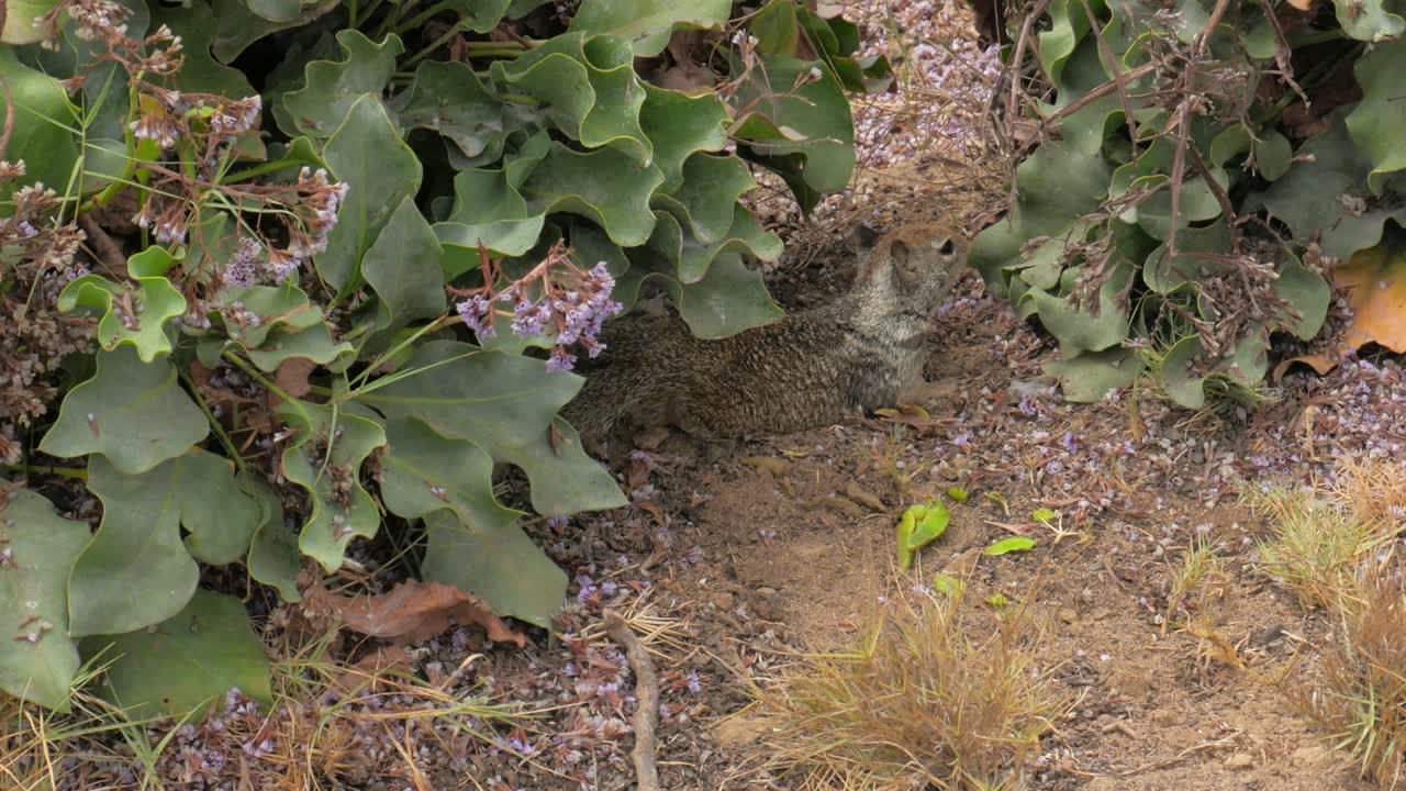 hermosa y linda ardilla pequeña comiendo un aguacate junto a algunas plantas