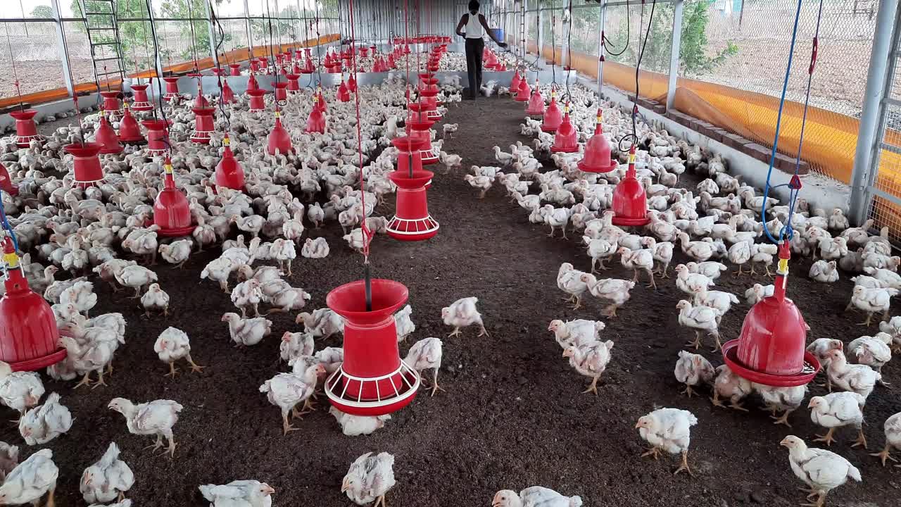 Un agricoltore irriconoscibile entra in un allevamento di pollame per il processo di controllo