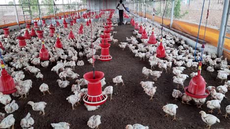 an unrecognizable farmer walks into a poultry farm for the checking process