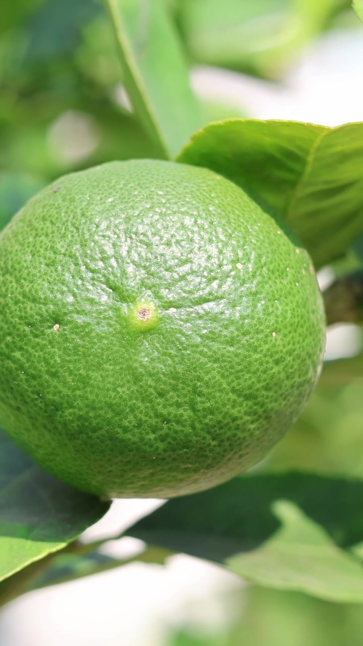 Time-lapse di un lime che cresce su un albero