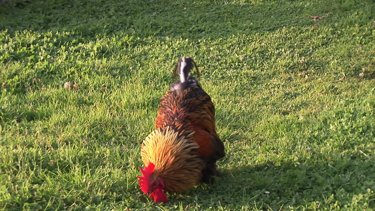 aves de corral en libertad