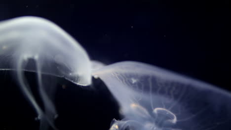 medusas en el acuario