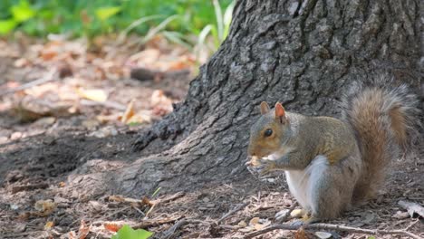 the video showcases a charming scene in the woods, focusing on a playful squirrel sitting under a tree, emphasizing its natural habitat
