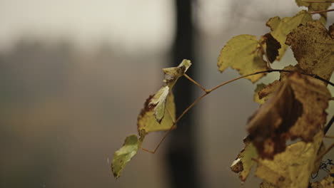 autumn season, rainy nature and leaves, in the forest